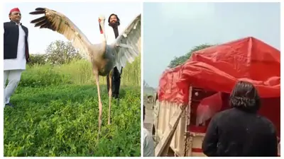 समसपुर पक्षी विहार से लापता हुआ आरिफ का सारस, अखिलेश यादव बोले- सरकार खोजे वरना पक्षी प्रेमी करेंगे आंदोलन