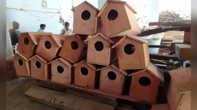 प्रवासी पक्षियों के लिए मसरिया बांध इलाके के पेड़ों में लगेगा कृत्रिम घोंसला, तैयारी पूरी