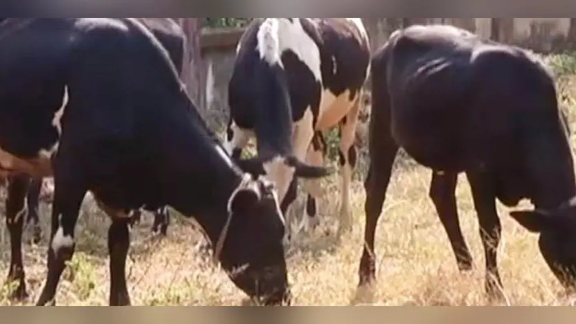 Lumpy Skin Disease: अलीगढ़ में 3 दिनों में आ सकती है ‘गोट पॉक्स’ वैक्सीन, अब तक 16 गोवंश की मौत