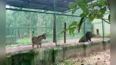 World Animal Day: रांची के बिरसा जैविक उद्यान के दो एशियाई शेरों को PVUN ने लिया गोद, पढ़ें पूरी खबर