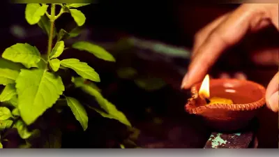 Astro Tips: तुलसी में कच्चा दूध चढ़ाने से दूर होता है दुर्भाग्य, घर में आती है सुख, संपन्नता