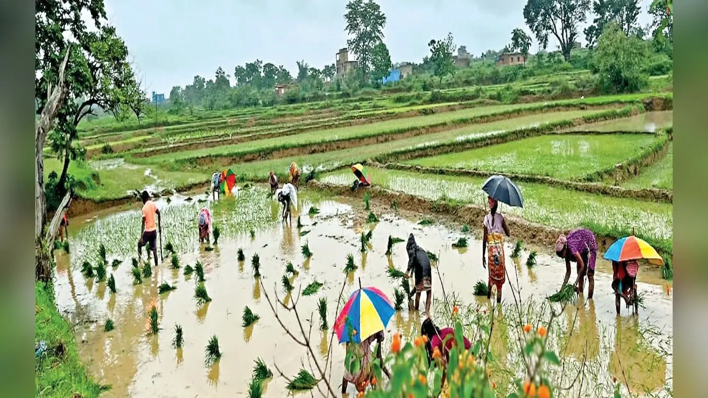 PHOTOS: झारखंड की खेतों में खुशियों की बारिश, घरों में ताला-कुंडी लगाकर सभी धान रोपने में जुटे किसान