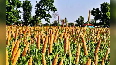 Fast Food नहीं ये 7 Super Food रखेंगे सेहतमंद, झारखंड में होती है बंपर खेती