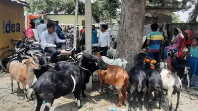 बिहार: बकरीद में कुर्बानी के लिए बकरों का सजा बाजार, जानिए क्यों है राजस्थान से लाए पठान की कीमत 70000 रुपए?