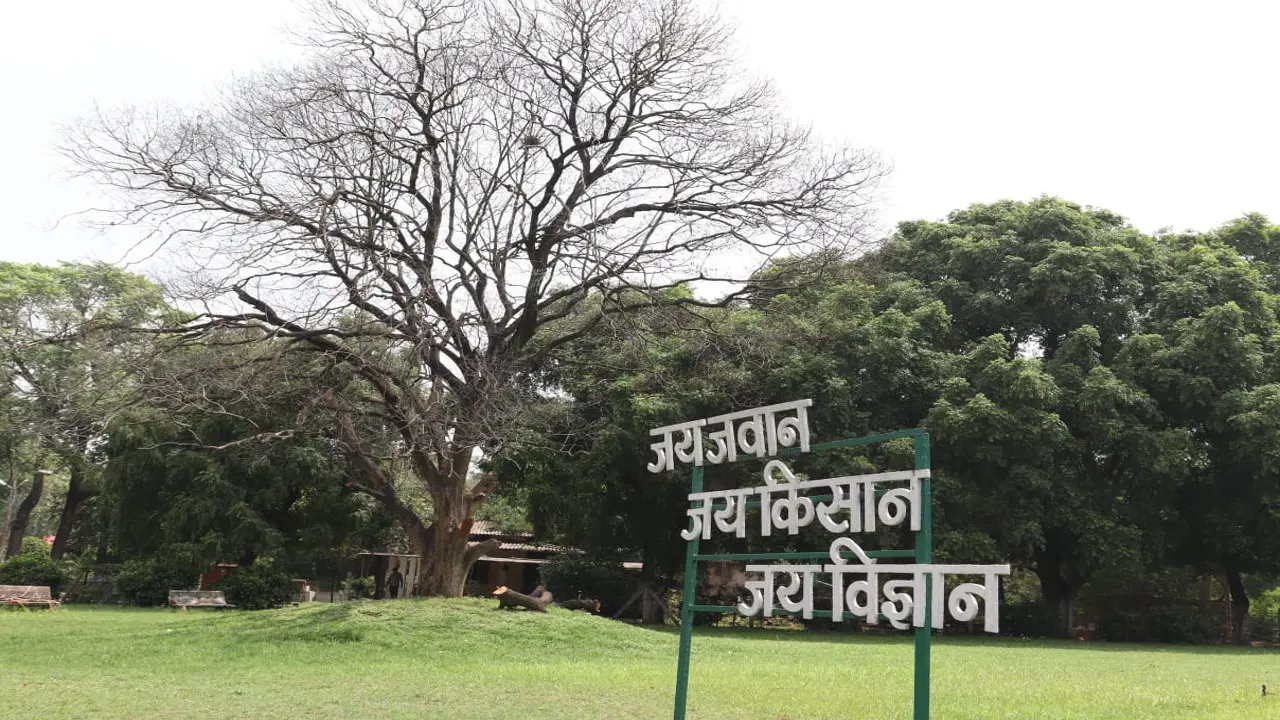 सूख गया बोकारो के शहीद गार्डेन में लगा औषधीय पेड़ ‘बकुल’, जानें इसकी खासियत