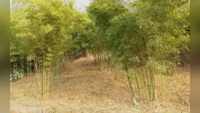 झारखंड : ‘हरा सोना’ की पैदावार में लगे पूर्वी सिंहभूम के किसान, बांस के कोपले निकलने से दिखी खुशी