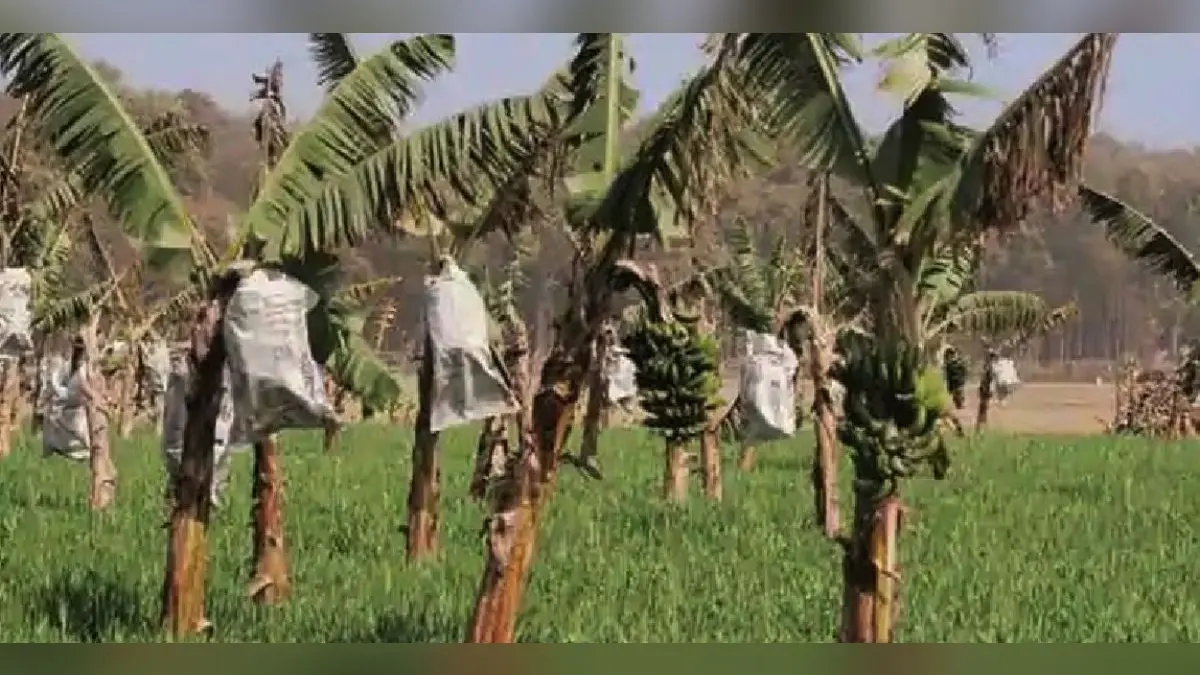Corona के बाद भारत में अब Banana Covid का खतरा, हो सकती है भारी क्षति