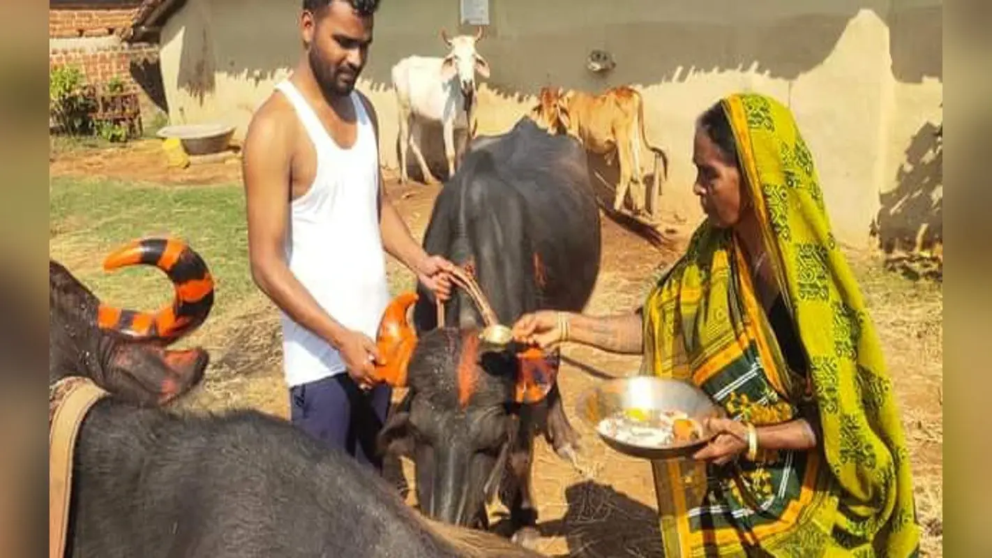 Jharkhand News: बेहतर कृषि और फसलों की अच्छी पैदावार का संकेत है बंदना पर्व, पशुओं की होती है पूजा