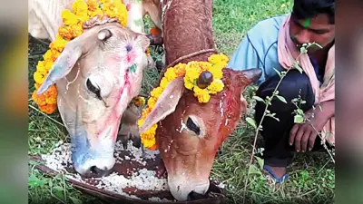 नेगाचारि मूलक डांगर की कद्र का मंगलकार्य है बांदना परब