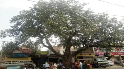 Vat Savitri Puja 2022: गुमला के सिसई रोड में विशाल बरगद पेड़, यहां होती है वट सावित्री की पूजा