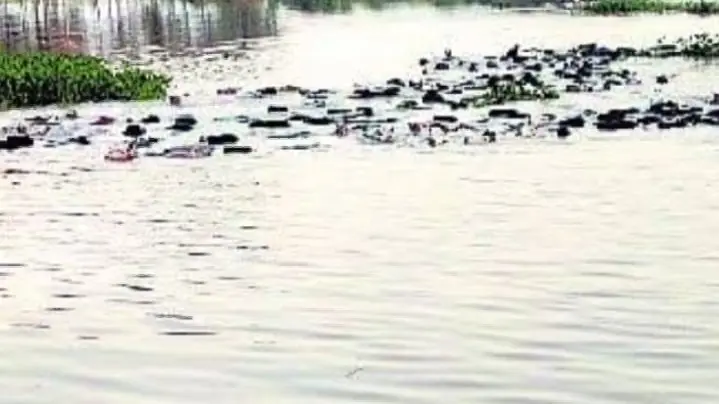 बरेली: मूसलाधार बारिश से उफनाई गंगा-रामगंगा, खतरे का निशान छूने के करीब, फसलों के कटान से किसान परेशान