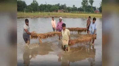 Bareli News : बारिश से फसल बर्बाद, बरेली के किसानों को राहत पहुंचाने में जुटा कृषि विभाग