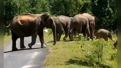 Bengal News : जलपाईगुड़ी में हाथियों का तांडव, घास काटने गई तीन महिलाओं का रौंदा, मौके पर ही मौत