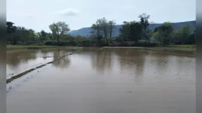बेमौसम बारिश से बड़कागांव में करीब 30 लाख के फसलों का नुकसान, खेतों में पानी भर जाने से सब्जियां हो रही बेकार