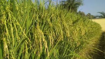 अब अपने वास्तविक स्वरूप में लौटेगा बासमती चावल, भारत में पहली बार मानक निर्धारित