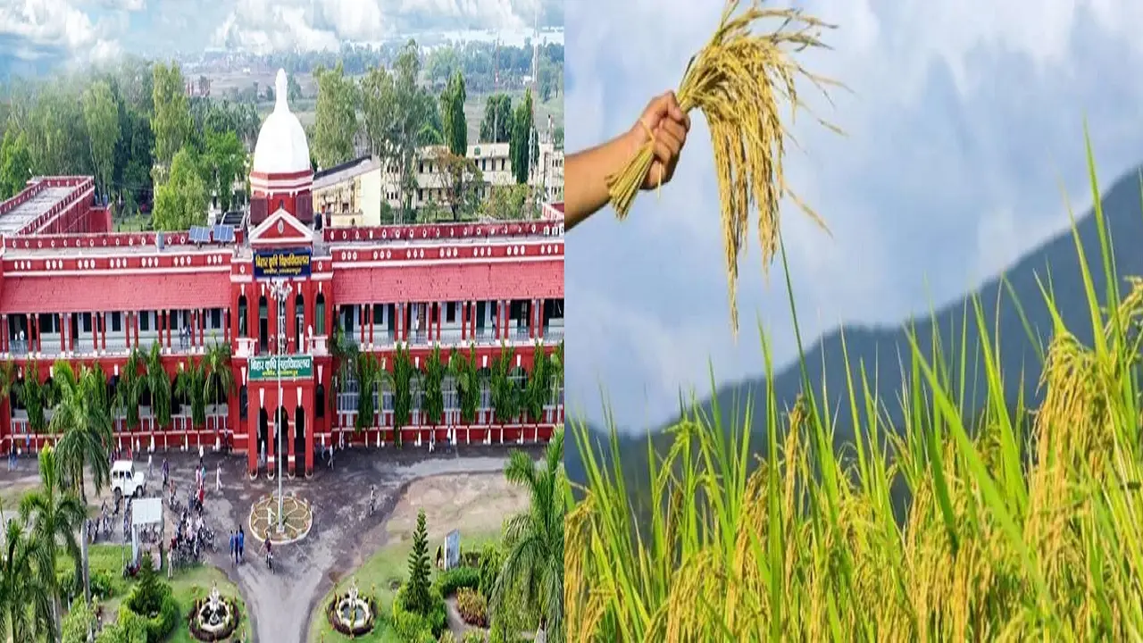 बाढ़ और सुखाड़ की चिंता से मुक्त होंगे बिहार के किसान, कृषि विश्वविद्यालय तैयार कर रहा फसल की ये खास प्रजाति
