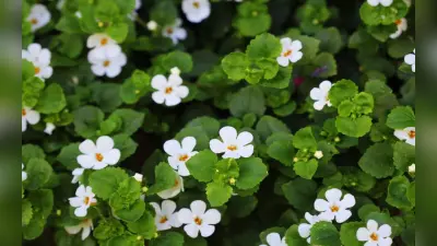 Bacopa Monnieri Benefits: इस चमत्कारी जड़ी बूटी से बढ़ाएं अपने दिमाग की शक्ति, इसके फायदे और नुकसान जानें
