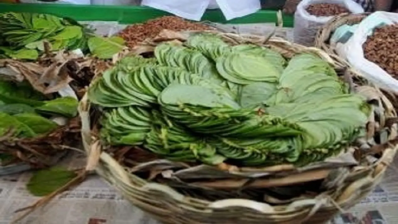 Bihar News: बिहार की शान मगही पान की अब होगी विदेशों में सप्लाई, चमकेगी किसानों की किस्मत