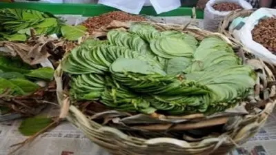Bihar News: बिहार की शान मगही पान की अब होगी विदेशों में सप्लाई, चमकेगी किसानों की किस्मत