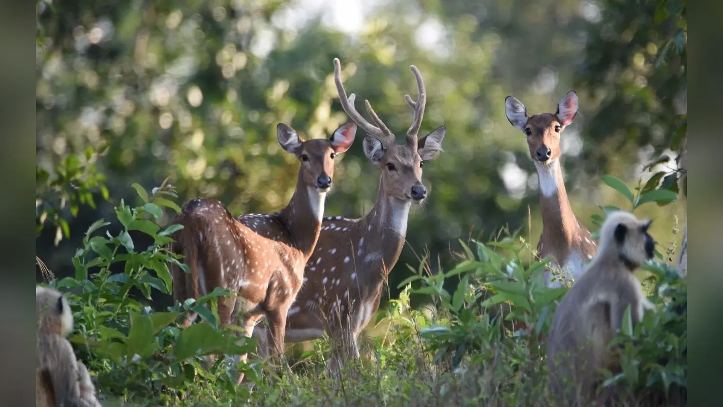 झारखंड के Betla National Park में पर्यटकों की नो एंट्री, लेकिन हिरण, बंदर व लंगूरों की बढ़ी है संख्या