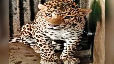 Bihar News: बिहटा में गाय का बछड़ा उठा ले गया तेंदुआ, एयरपोर्ट के इलाके में हड़कंप
