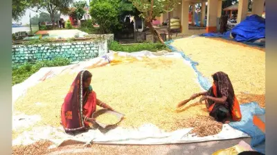 बिहार में बाढ़ से बेहाल किसान, सैकड़ों क्विंटल मकई हुए बर्बाद, कोई मुफ्त में भी लेने को नहीं हो रहे तैयार