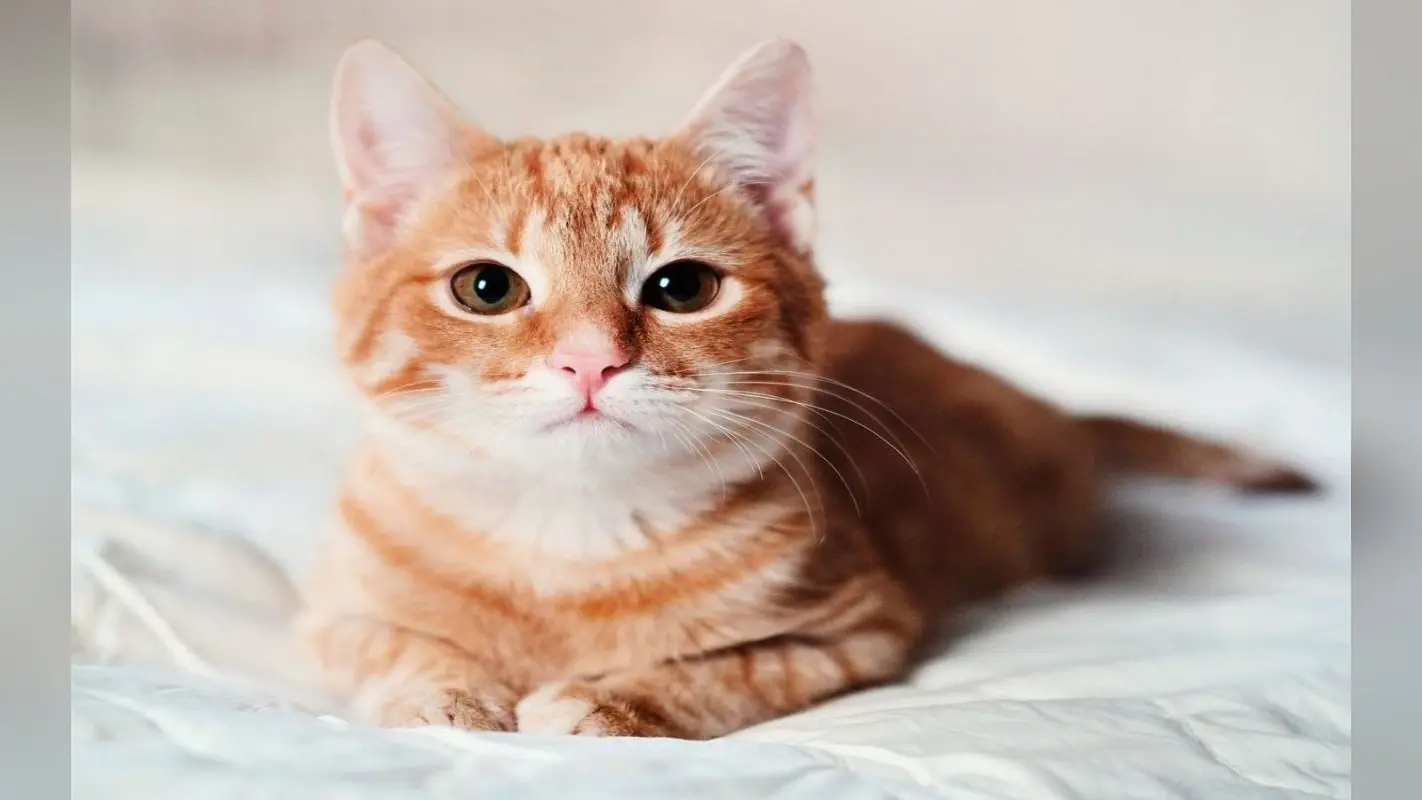 International Cat Day 2023 अगर आपको भी है बिल्ली पालने का शौक, तो हो जायें सावधान