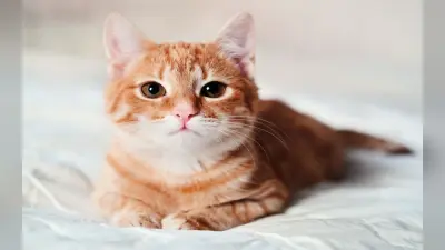 International Cat Day 2023 अगर आपको भी है बिल्ली पालने का शौक, तो हो जायें सावधान