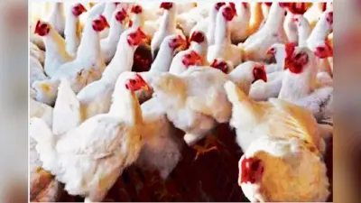 Bird flu क्या होता है? डॉक्टर ने बताया इन पक्षियों के मांस खाने से बचें