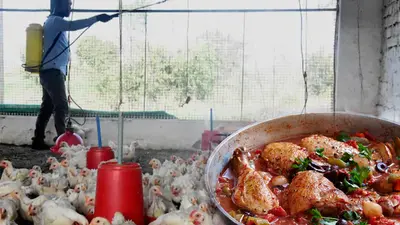 Bird Flu Symptoms, Causes, Precautions: बर्ड फ्लू के दौरान भी ऐसे खा सकते हैं अंडे व चिकेन, जानें इसके लक्षण और बचाव के उपाय