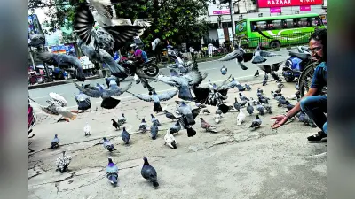 आपका पुण्य परिंदों का नुकसान: पशु-पक्षियों को दाना या खाना खिलाने से पहले एक बार जरूर सोचे