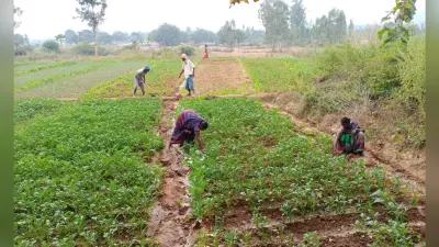 मुजफ्फरपुर के औराई में मछली और जैविक सब्जी पर होगा रिसर्च, पूसा के छात्र के लिए बनेगा प्रयोगशाला