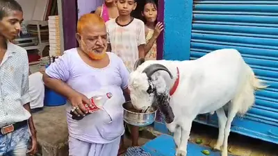 Bakrid 2023: चर्चा में है भागलपुर का ‘लॉकडाउन’ बकरा, रोज पीता है कोल्ड ड्रिंक, कीमत जानकर रह जाएंगे हैरान