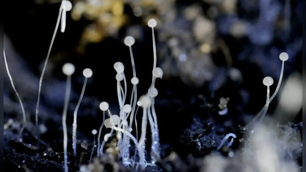 Black Fungus: देश में फिर ब्लैक फंगस की दस्तक! मुंबई में सामने आया पहला मामला, कोरोना के बीच बढ़ी टेंशन