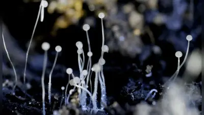 Black Fungus: देश में फिर ब्लैक फंगस की दस्तक! मुंबई में सामने आया पहला मामला, कोरोना के बीच बढ़ी टेंशन