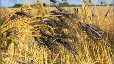 Black Wheat Sowing Time : ‘काला गेहूं’ किसानों और डायबिटीज रोगियों के लिए है रामबाण, घर में बरसेगा ‘सोना’, जानिए कैसे…?