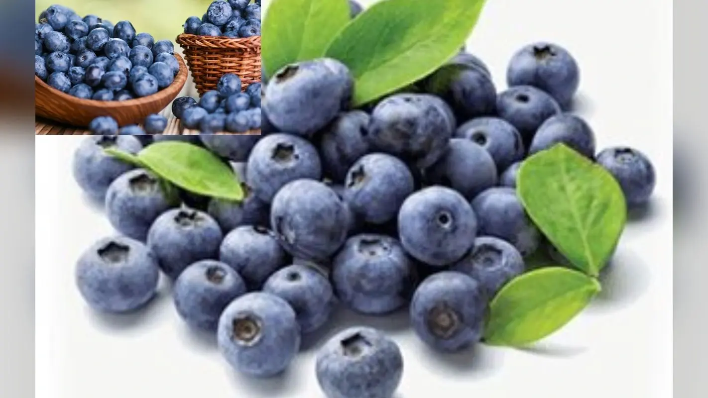 Blueberries benefits: ब्रेन हेल्थ के लिए कैसे फायदेमंद है ब्लूबेरी ? जानें इसके फायदे