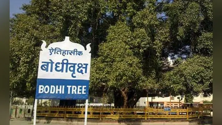 एफआरआइ की टीम पहुंची बोधगया, आज बोधिवृक्ष का होगा उपचार, जानिये क्या होगी उपचार की सामग्री