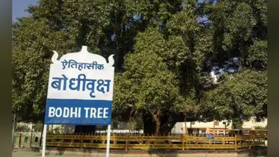 एफआरआइ की टीम पहुंची बोधगया, आज बोधिवृक्ष का होगा उपचार, जानिये क्या होगी उपचार की सामग्री