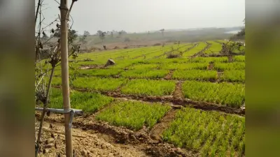 बारिश थमने के बाद कृषि कार्य में तेजी, कृषि पदाधिकारी भी किसानों को दे रहे हैं दिशा निर्देश