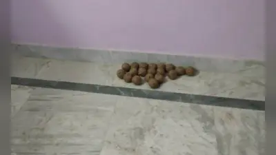 Bengal Chunav 2021: बीरभूम के सरकारी भवन में 50 जिंदा बम मिलने से हड़कंप, तीन गिरफ्तार, जांच में जुटी पुलिस
