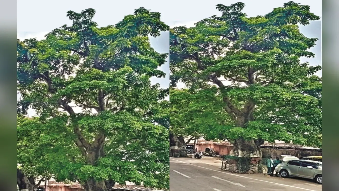 मैं जिंदगी हूं…मुझे मत काटो, झारखंड की राजधानी बनने के बाद यहां काटे गये 20 हजार पेड़