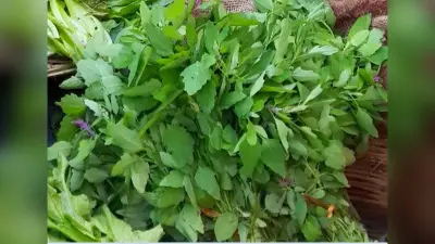 सर्दियों में बथुआ साग खाने के हैं कई फायदे, जानें इसके सेहत भरे गुण