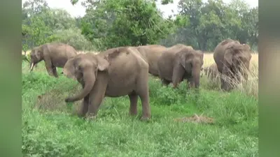 लोहरदगा में जंगली हाथियों का आतंक, इन इलाकों में अगले आदेश तक धारा-144 लागू