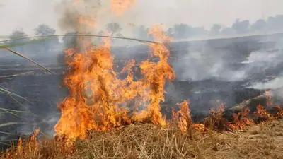 बिहार: खेत में जलायी पराली तो बंजर हो जाएगी जमीन, एक्सपर्ट से जानें कैसे होगा नुकसान