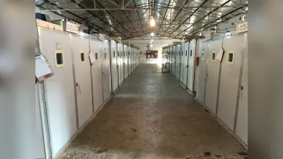 Lockdown Effect: हजारीबाग में पोल्ट्री उद्योग का 100 करोड़ से अधिक का कारोबार प्रभावित, 10 हजार श्रमिक बेरोजगार