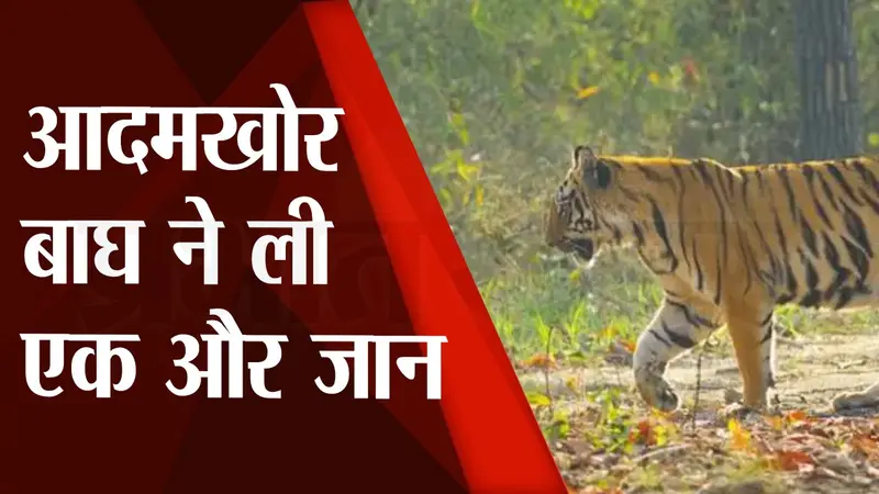Bihar के VTR में आदमखोर Tiger लगातार बना रहा है लोगों को अपना शिकार, नौ महीने में हुई 6 मौत, देखें Video