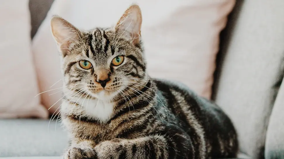 International Cat Day 2023 मिस्र में आखिर क्यों पूजा जाता था बिल्लियों को, जानें इस दिन का इतिहास व महत्व