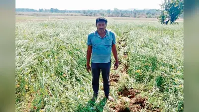 चतरा में जगली का हाथियों का आतंक, एक घर व चहारदीवारी को किया क्षतिग्रस्त, फसलों को रौंदा