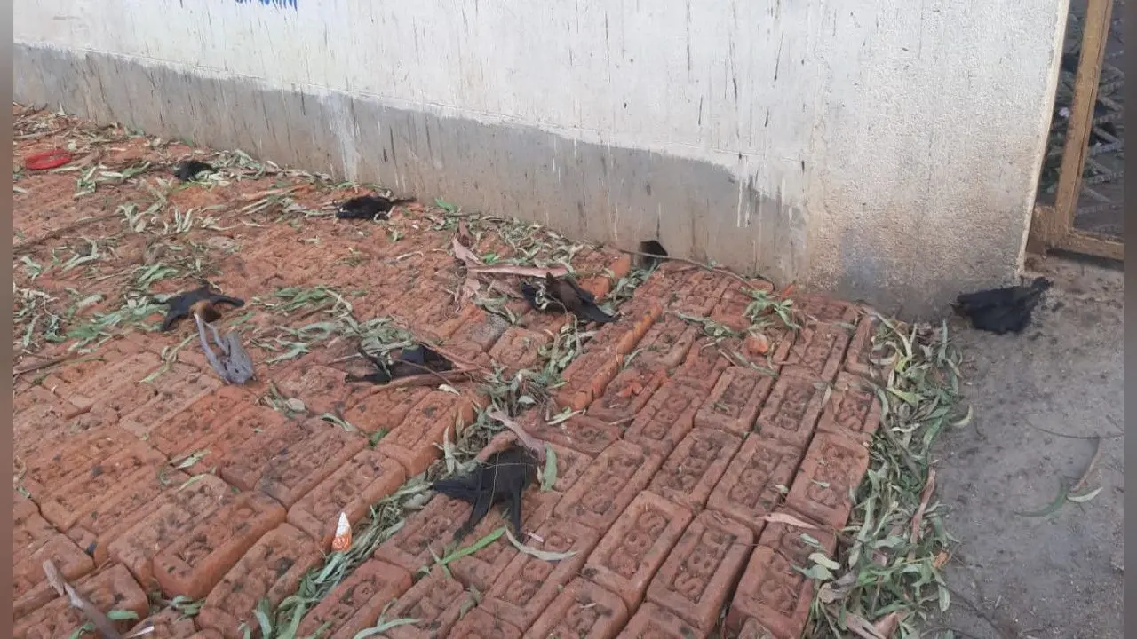भीषण गर्मी से दर्जनों चमगादड़ तोड़ रहे दम